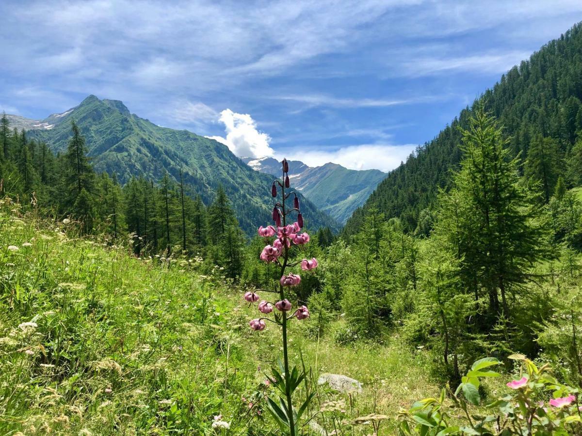 Chalet Rosa Dei Monti Piamprato Zewnętrze zdjęcie
